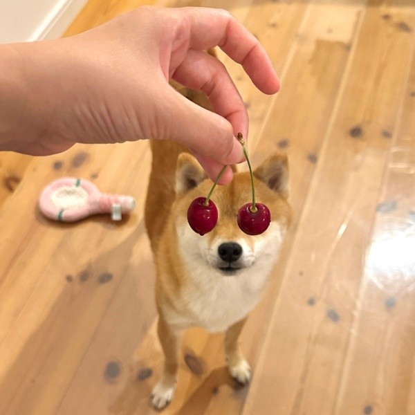 さくらんぼがジャストフィット！ トリックアートのようになったタマちゃん（画像提供：豆柴タマさん）