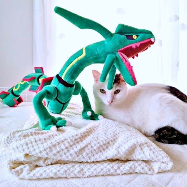 レックウザとタオルケットを置き直したもののーーすぐにそばにやって来たぽっちくん（画像提供：もるてんさん）