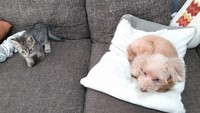子猫時代のそらくん（左）と先住犬のリラさん（右）（画像提供：車で来た猫そらさん）