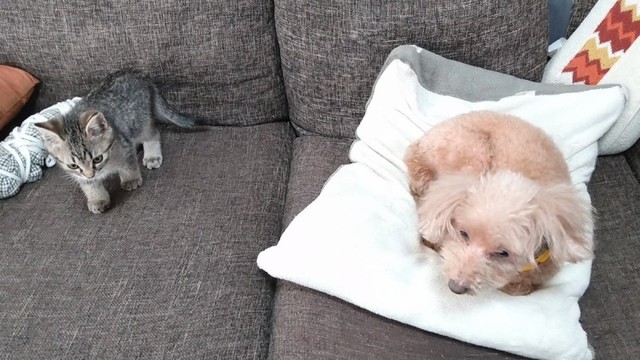 子猫時代のそらくん（左）と先住犬のリラさん（右）（画像提供：車で来た猫そらさん）