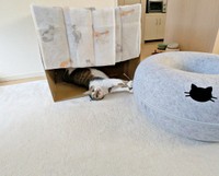 カーテン付きの箱を用意。ドーナツベッドを入れようとするとーー箱の中で寝そべったつくねちゃん（画像提供：猫目さん）