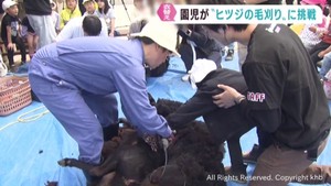 園児がヒツジの毛刈りに挑戦　夏に向けて一足早くヒツジが「衣替え」　仙台・太白区