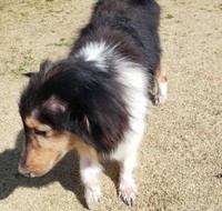 保護当初のニコちゃん。表情に生気がなく、いつも下を向いていました