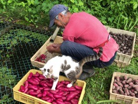 富士山の見える畑で農業　ダンサー田中泯さんと猫の「冨士男」　
