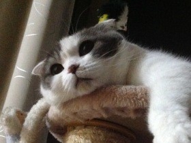 愛猫を亡くし１年半　今も反射的に涙が出る「私は幸せな飼い主だった」　　