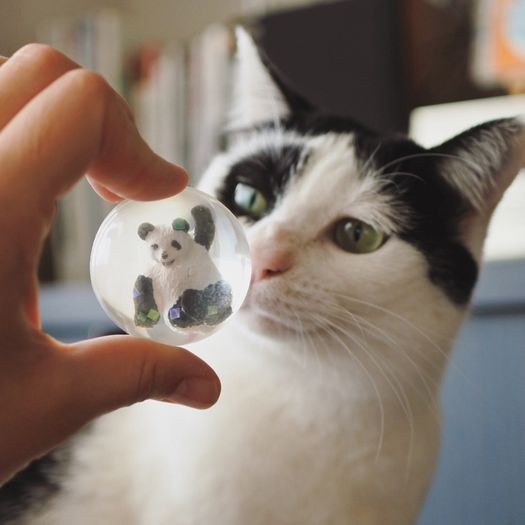 パンダボールを見るパンきゅん（mimoeさん提供）