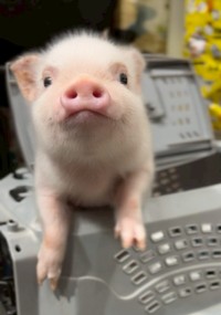 ピンクのお鼻がかわいい！