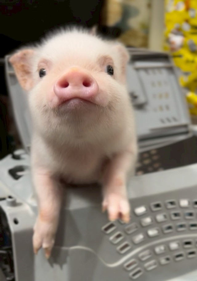 ピンクのお鼻がかわいい！