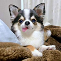 舌をペロッ！ お部屋でくつろぐもちょちょちゃん（画像提供：もちょちょ愛してる。さん）