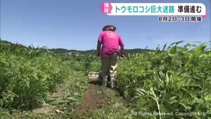 トウモロコシの巨大迷路コースが完成　成長を待つのみ　８月にイベント　宮城・涌谷町