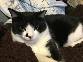 廃屋で野良猫から産まれた子猫　６番目の子はなつかない猫だった