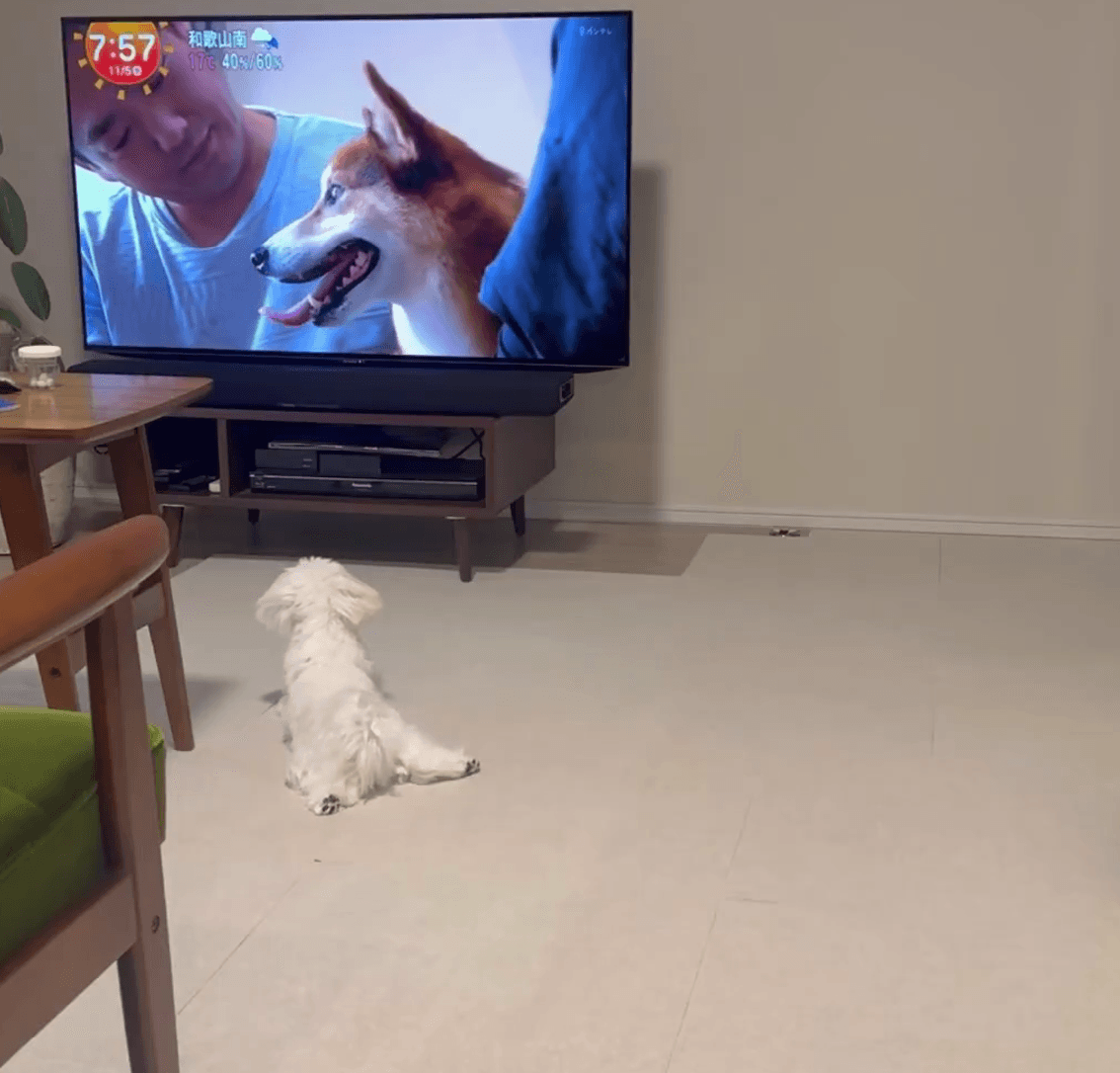 リラックスして「きょうのわんこ」を楽しむくるみさん