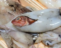 イカのさばかれた部分から頭を出す魚／投稿主さん提供