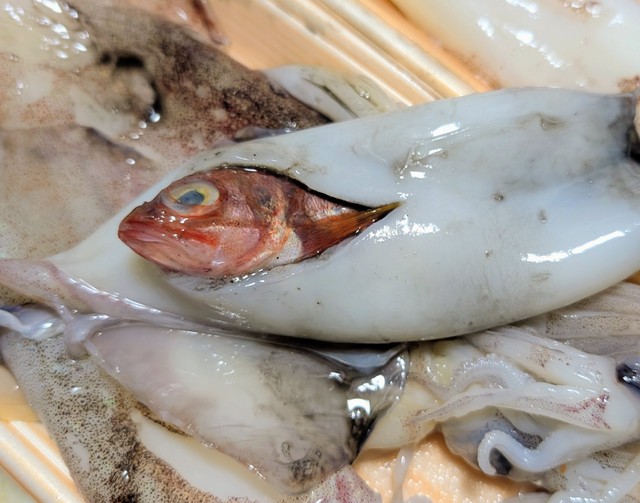 イカのさばかれた部分から頭を出す魚／投稿主さん提供