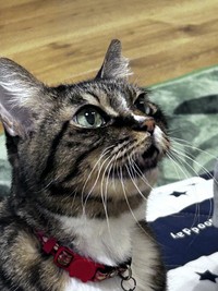 東日本大震災の直後に保護され、15年間家族を癒やし続けた愛猫・さくらちゃん。5月19日に虹の橋を渡った（「首フリフリ♪」さん提供）
