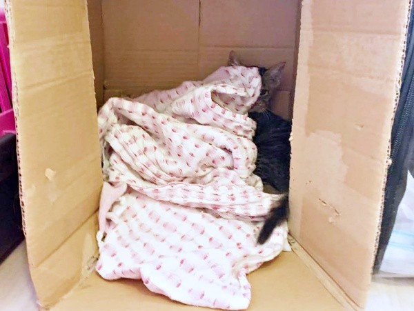 段ボールのなかに隠れたねずくん（画像提供：ねこズとにぼしさん）