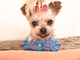 だれかにくっついているのが好き　ヨーキーの「さと」