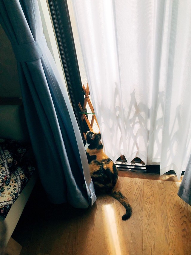 実家にいた三毛猫の姿も（画像提供：相澤いくえさん）