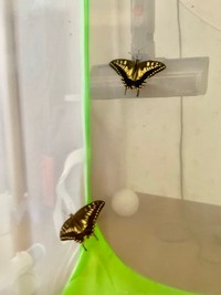 もう一羽、家族が増えた＝深海マザーさん（@deepseaMOTHER）提供