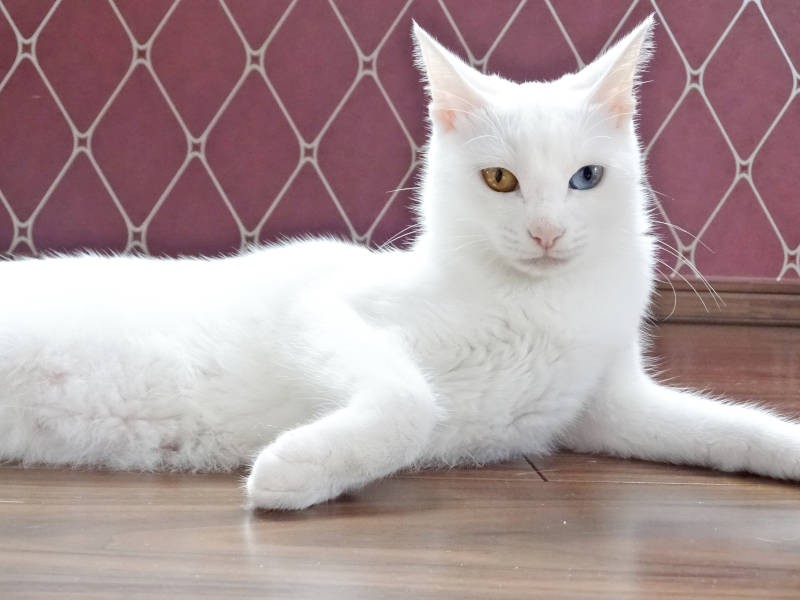 だいぶ慣れて毛も生えそろったけど、まだやせ気味のころ（sangorukaさん提供）