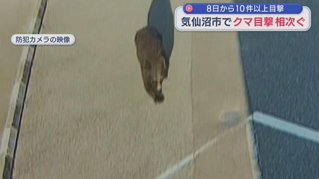 防犯カメラが捉えたクマ　宮城・気仙沼市で目撃相次ぐ　８日から１０件以上
