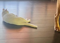 「……。」（画像提供：ジョーは犬&猫と共に古民家で暮らしているさん）