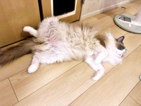 「撫でる？」お腹を見せてアピールするほっけくん（画像提供：ほっけ はまち ragboysさん）