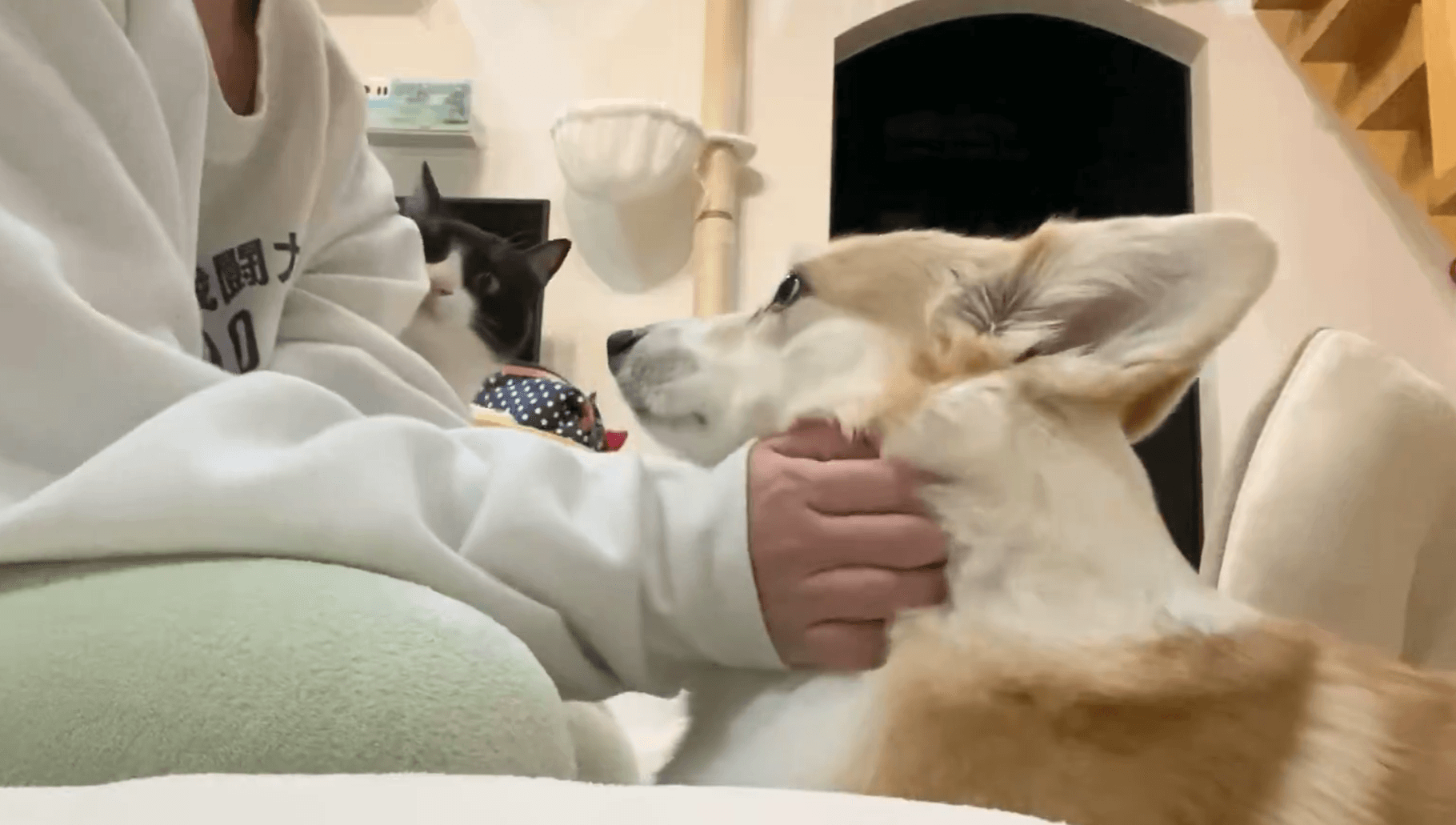 ナデナデされてご機嫌だったが…