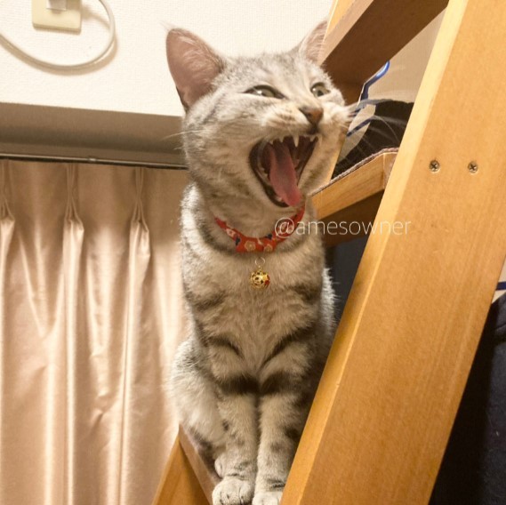 迫力満点なガオー