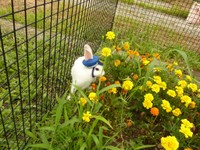 外で遊ぶもっちぃ駅長。みんながかわいいと、寄ってきてくれます！