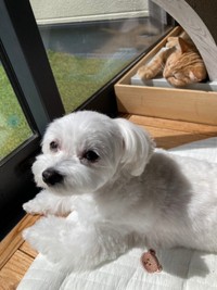 一緒に日向ぼっこする（奥）きーすけくん、（手前）ポッケちゃん（画像提供：ポッケちゃん）