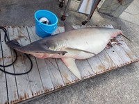 捕獲されたシュモクザメ（鴨庄漁業協同組合撮影）