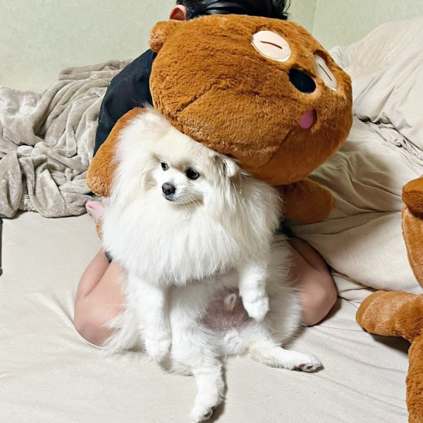 ちくわくんと息子さんと、ぬいぐるみ（画像提供：ちくわ（白ポメラニアン）さん）