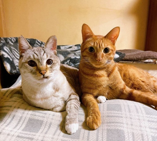 チャト吉（右）と先住猫のニャース（左）（画像提供：團田芳子さん）