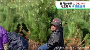 正月飾り用クロマツの収穫が最盛期　宮城・南三陸町
