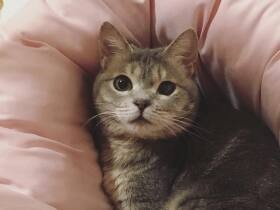 新しいベッドをチェック中にゃ　安楽死の可能性もあった雑種猫「翠」ぬくぬく暮らす