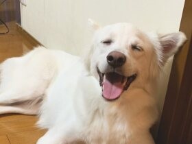 ２０２１やりきったで賞　雑種犬「クルト」