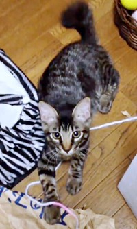 子猫時代、飼い主さんを見上げるたまちゃん（画像提供：ハナちゃん）