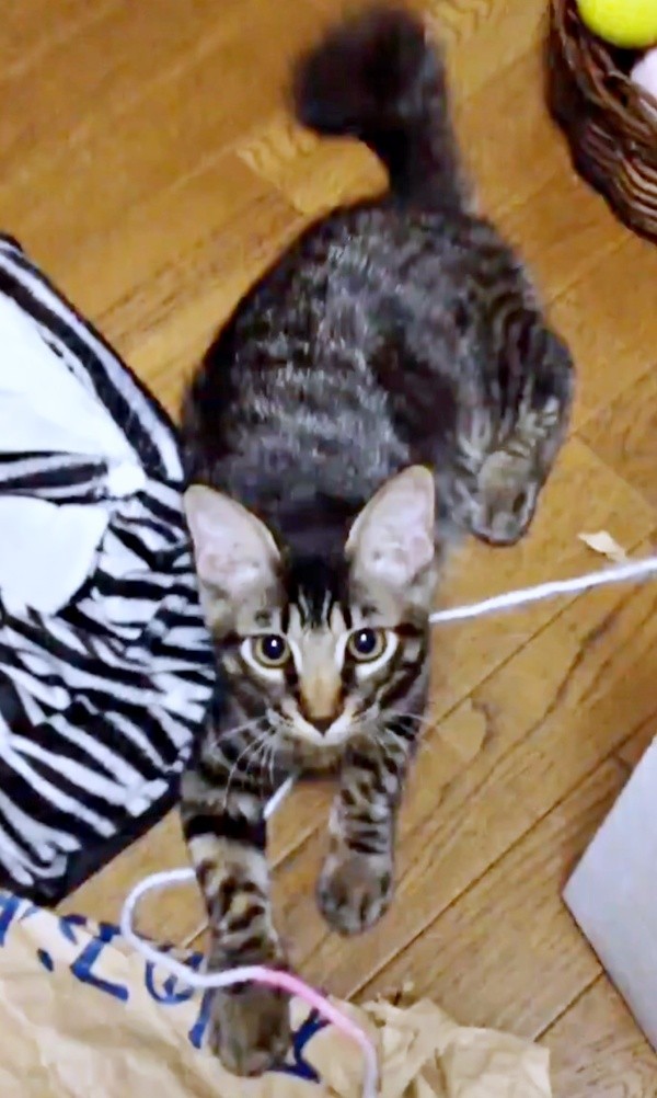 子猫時代、飼い主さんを見上げるたまちゃん（画像提供：ハナちゃん）