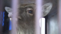 脱走したシカを保護　４カ月ぶりに　岡山市