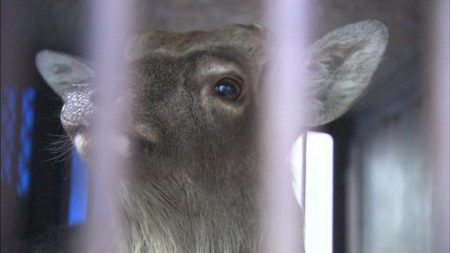 脱走したシカを保護　４カ月ぶりに　岡山市