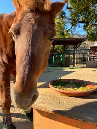 もう、ないの？と言わんばかりの顔をするカッピー（神戸市立王子動物園提供）
