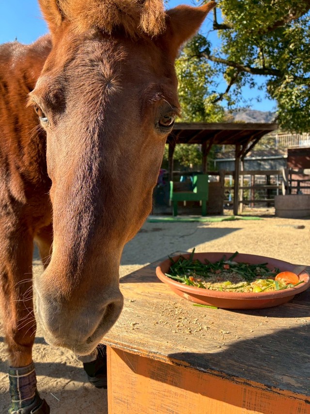 もう、ないの？と言わんばかりの顔をするカッピー（神戸市立王子動物園提供）