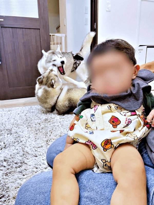 すやすや眠る赤ちゃんの背後でーーじゃれあう（下）グルートくん、（上）ロゼくん（画像提供：シベリアンハスキー ロゼさん）