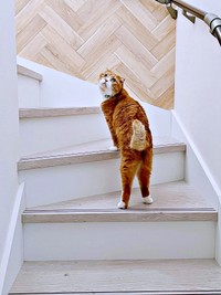 飼い主さんが2階へ行くと察するとーー一緒に上がるなつくん（画像提供：yuさん）