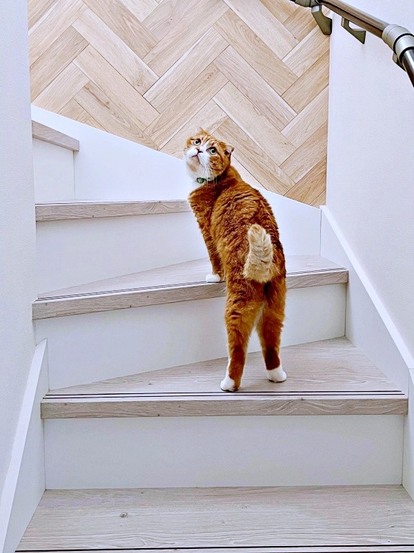 飼い主さんが2階へ行くと察するとーー一緒に上がるなつくん（画像提供：yuさん）