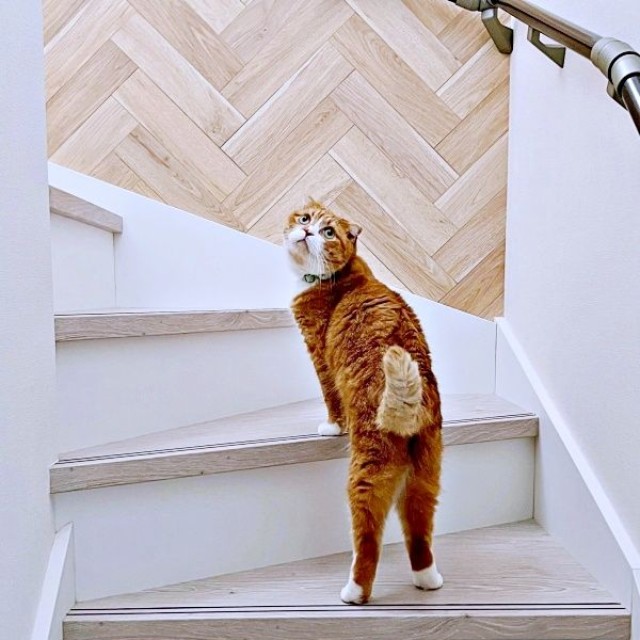 飼い主さんが2階へ行くと察するとーー一緒に上がるなつくん（画像提供：yuさん）