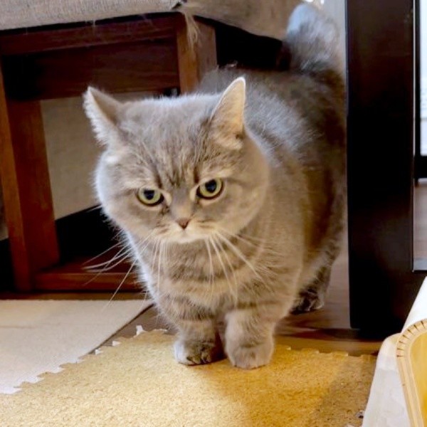 ちょっぴりイカ耳になったひまりちゃん（画像提供：亀ぽまさん）