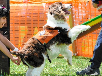 災害救助犬が人を探し出す活動をイベントで実演