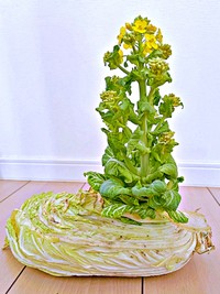 白菜の中心から太い茎がにょきっ！ （画像提供：こしのりょう（こっしー）漫画家さん）